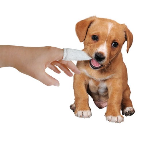 MICROMED Czyścik z mikrofibry z jonami srebra do zębów psa (M).jpg