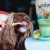 Papaya Dog Treats 2.jpg