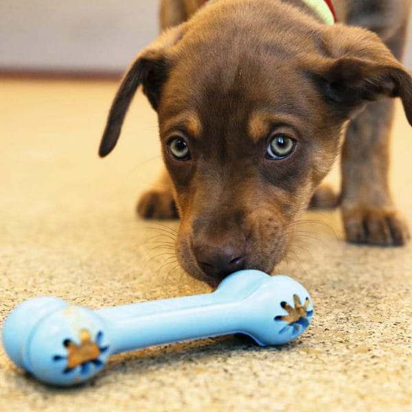KONG GOODIE BONE PUPPY ZABAWKA DLA PSA - zabawka i oies .jpg