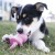 KONG PUPPY BINKY - zabawka dla psa - rozmiar S - pies gryzie.jpg