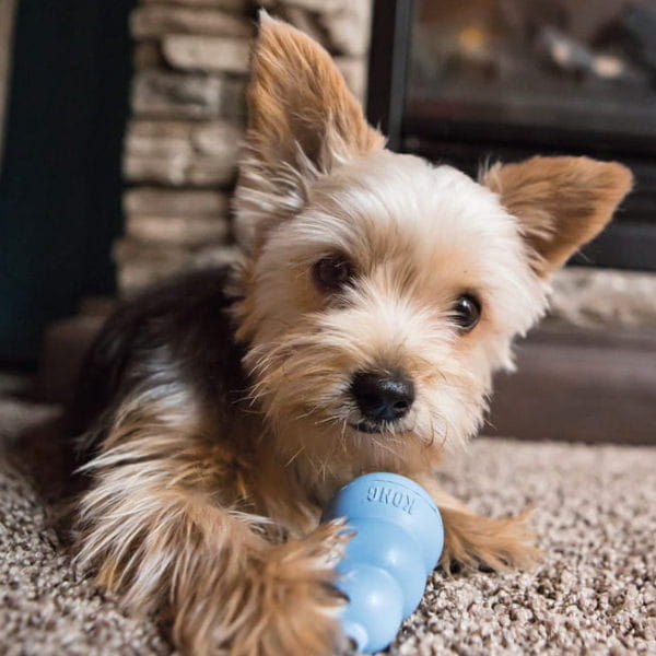 KONG PUPPY - zabawka dla szczeniąt -  1.jpg