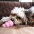 KONG PUPPY - zabawka dla szczeniąt -  2.jpg