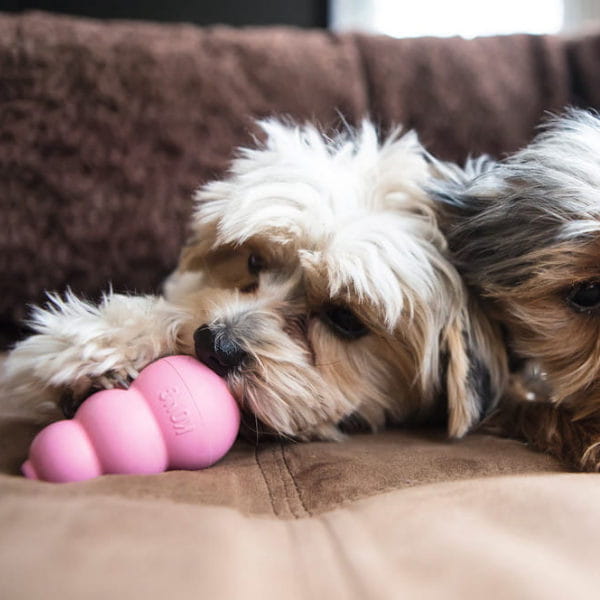 KONG PUPPY - zabawka dla szczeniąt -  2.jpg