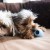 KONG PUPPY - zabawka dla szczeniąt -  3.jpg