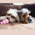 KONG PUPPY - zabawka dla szczeniąt -  4.jpg