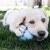 KONG PUPPY - zabawka dla szczeniąt -  5.jpg