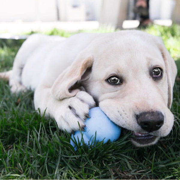 KONG PUPPY - zabawka dla szczeniąt -  5.jpg