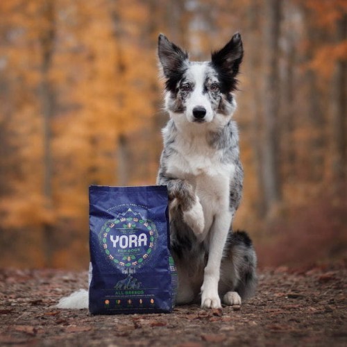 YORA DOG ALL BREEDS Karma ekologiczna z insektów dla dorosłych psów wszystkich ras 1.jpg