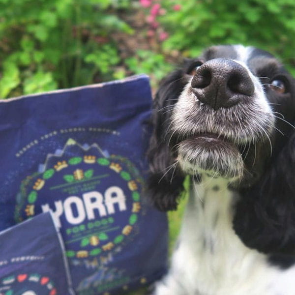 YORA DOG Karma ekologiczna z insektów dla psów 1.jpg