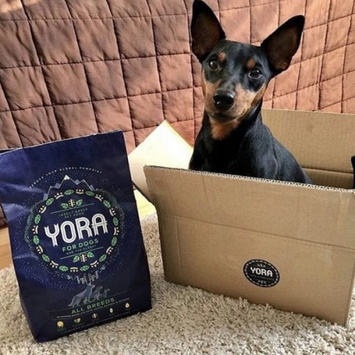 YORA DOG SMALL BREEDS Karma ekologiczna z insektów dla dorosłych psów małych ras 1.jpg