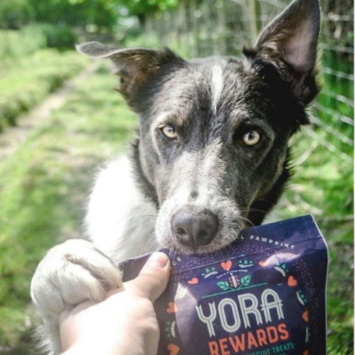 YORA REWARDS Przysmaki z insektami dla psów 1.jpg