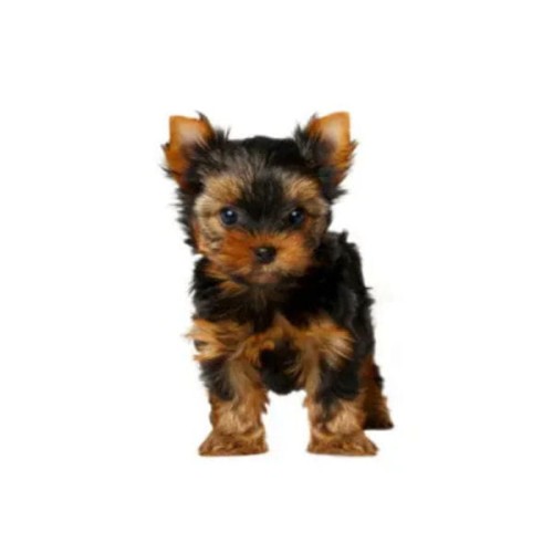 CHAMP-RICHER SZAMPON SZCZENIAK YORKSHIRE TERRIER 1.jpg