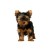 CHAMP-RICHER SZAMPON SZCZENIAK YORKSHIRE TERRIER 1.jpg
