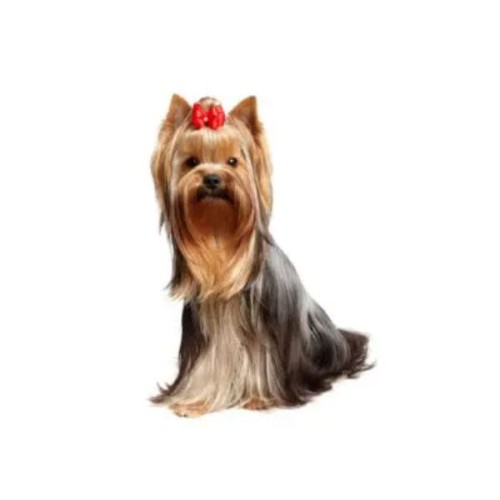 CHAMP-RICHER SZAMPON YORKSHIRE TERRIER 1.jpg