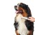 HUNTER GRZEBIEŃ DO PIELĘGNACJI DLA PSA I KOTA GROOMING Z OBROTOWYMI ZĄBKAMI -  4.jpg
