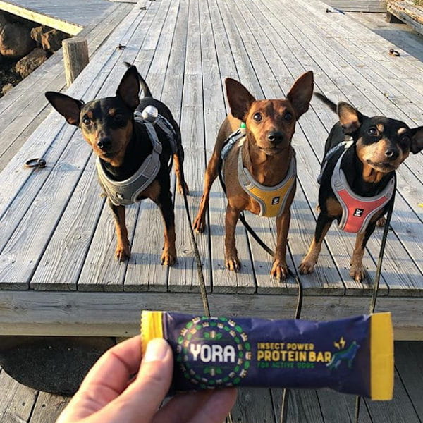 YORA POWER PROTEIN BAR WYSOKOENERGETYCZNY BATON Z INSEKTAMI DLA PSÓW - 3.jpg