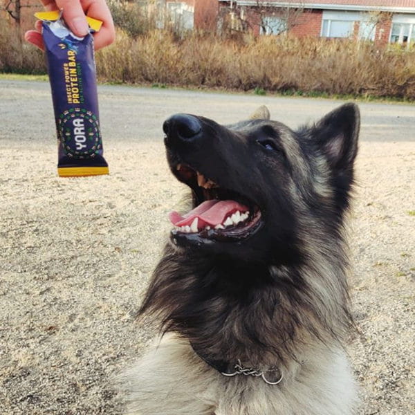 YORA POWER PROTEIN BAR WYSOKOENERGETYCZNY BATON Z INSEKTAMI DLA PSÓW - 4.jpg