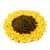 DOGLEMI SUNFLOWER - mata węchowa dla psa.jpg