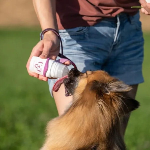 Doggy Roller SmoothieDog.jpg