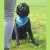 CoolPets Bandama chłodząca COOL DOG 1.jpg