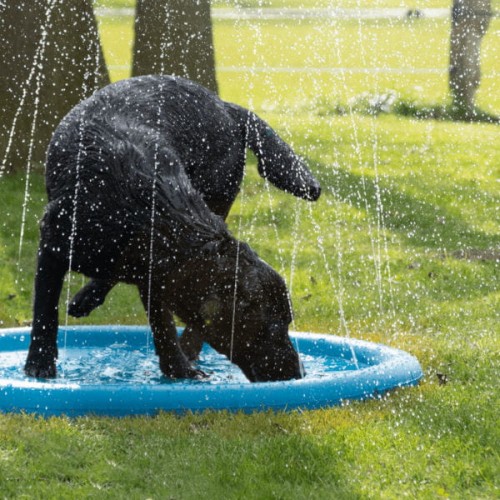 Basen ze spryskiwaczami dla psów - CoolPets SPLASH.jpg