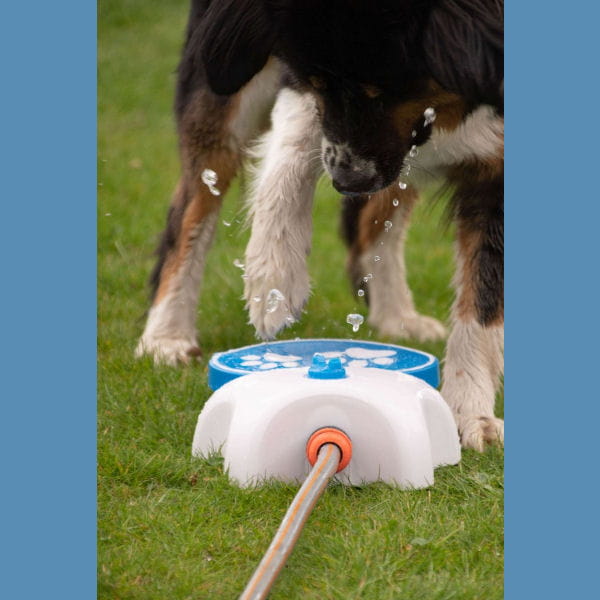 CoolPets Fontanna dla psa SPLASH.jpg