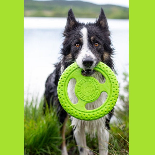 Kiwi Walker Let's Play! FRISBEE Maxi zielone - 1.jpg