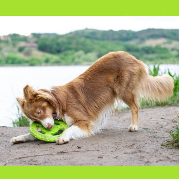 Kiwi Walker Let's Play! FRISBEE Maxi zielone 3.jpg