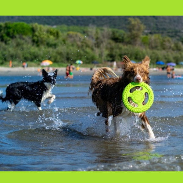 Kiwi Walker Let's Play! FRISBEE Maxi zielone 4.jpg