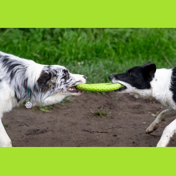 Kiwi Walker Let's Play! FRISBEE Maxi zielone.jpg