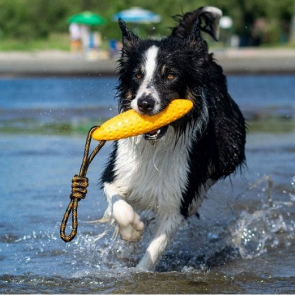 Kiwi Walker Let's Play ZEPPELIN Maxi aport.jpg