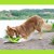 Kiwi Walker Let's Play! FRISBEE Maxi zielone 3.jpg