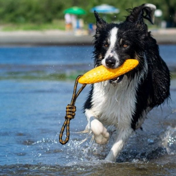 Kiwi Walker Let's Play ZEPPELIN Mini aport.jpg