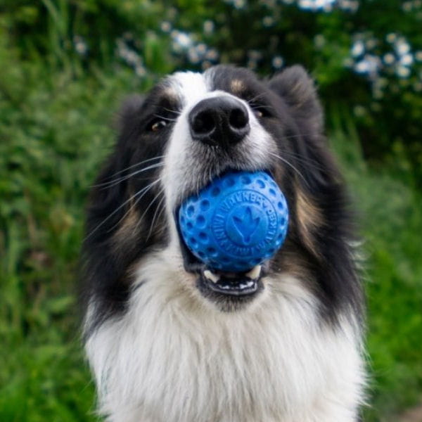 Kiwi Walker Let's Play BALL Maxi.jpg