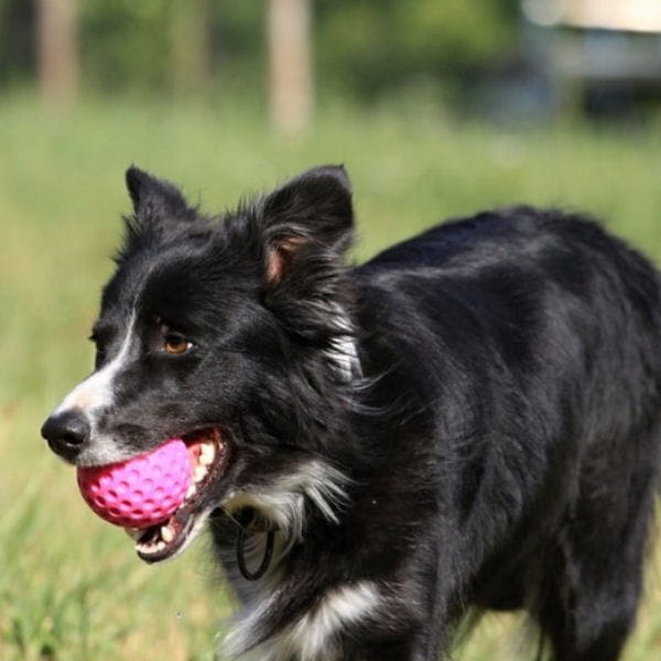 KIWI WALKER Let's Play BALL MINI - zabawka dla psów - (1).jpg