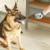 Brightkins Zestaw Szkoleniowy Pooch School! SZKOŁA DLA PSIAKÓW - 6.jpg