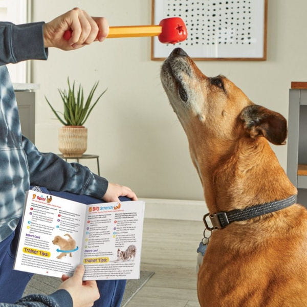 Brightkins Zestaw Szkoleniowy Pooch School! SZKOŁA DLA PSIAKÓW - 5.jpg