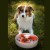 Miska-interaktywna-dla-psa-SPIN-FLOWER-2.jpg