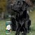 Zioła dla psa wspierające metabolizm i układ odpornościowy - jeżówka DOG'S LOVE - 1.jpg
