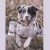 Zioła dla psa wspomagające pracę serca i układ krążenia - miłorząb japoński DOG'S LOVE SUPER FIT - 1.jpg