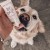 DOG'S LOVE Pasta dla psów - kurczak i i wątróbka drobiowa .jpg