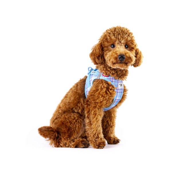Szelki dla psa CARLI CLASP AIR MESH - AQUA CARO (3).png