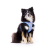 Szelki dla psa CARLI CLASP AIR MESH - AQUA CARO (4).png