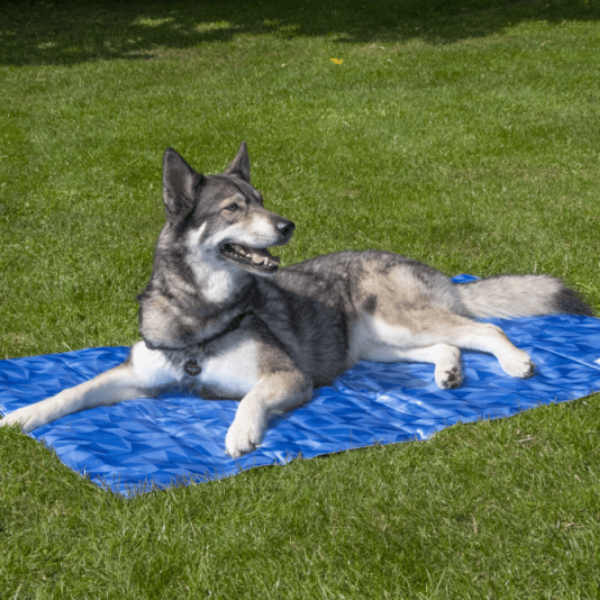 Mata chłodząca dla psa - CoolPets PREMIUM.png