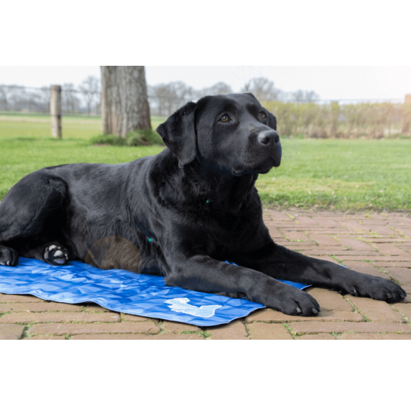 Mata chłodząca dla psa - CoolPets PREMIUM .png