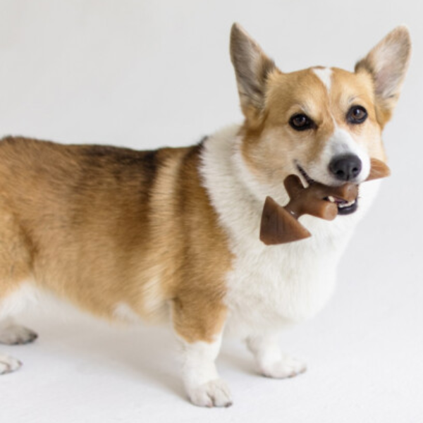 Zabawki - zestaw 2 gryzaków Benebone Puppy Fishbone XS dla szczeniąt (4).png