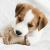 Zabawki - zestaw 2 gryzaków Benebone PUPPY Dental ChewWishbone dla szczeniąt - smak bekonu (5).png