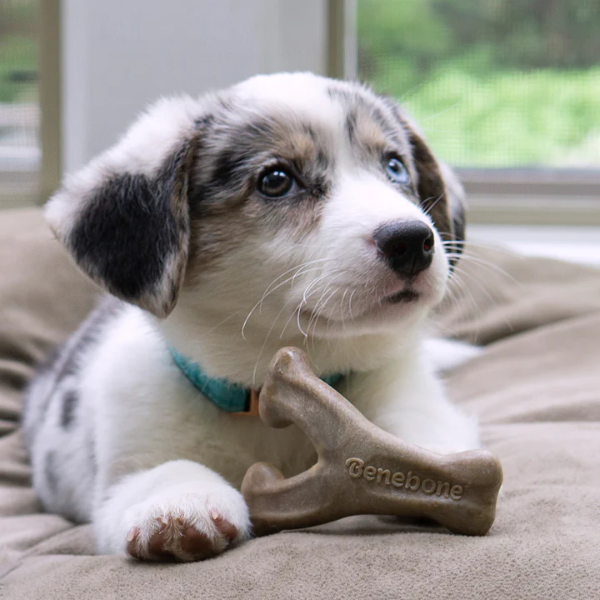 Zabawki - zestaw 2 gryzaków Benebone PUPPY Dental ChewWishbone dla szczeniąt - smak bekonu (7).png