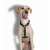 ZEE DOG SZELKI ŚWIĄTECZNE WOODS DLA PSA (3).png