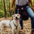 ZEE DOG SZELKI ŚWIĄTECZNE WOODS DLA PSA (4).png